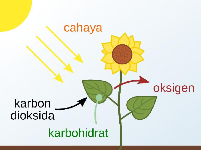 <center>FOTOSINTESIS</center> video